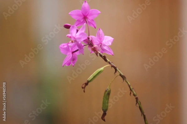 Obraz pink and purple