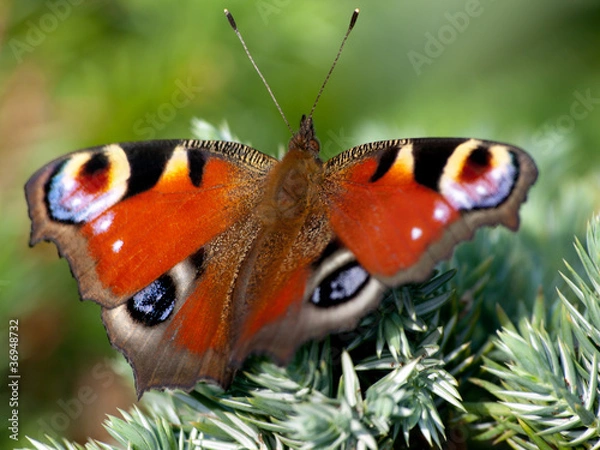 Obraz rusałka pawik