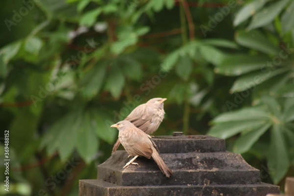 Fototapeta red tailed hawk