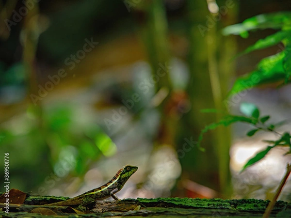 Obraz waterfall Kathu Phuket