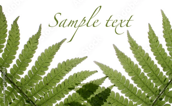 Fototapeta Poster with a fern on an isolated background for sample text. An article about natural cosmetics.