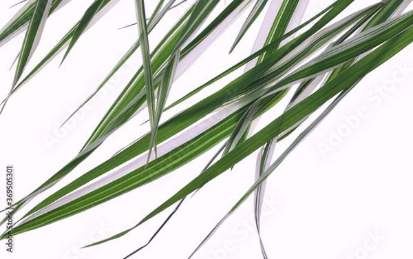 Obraz Green grass on white isolated background.