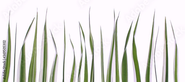 Obraz Green grass on white isolated background.