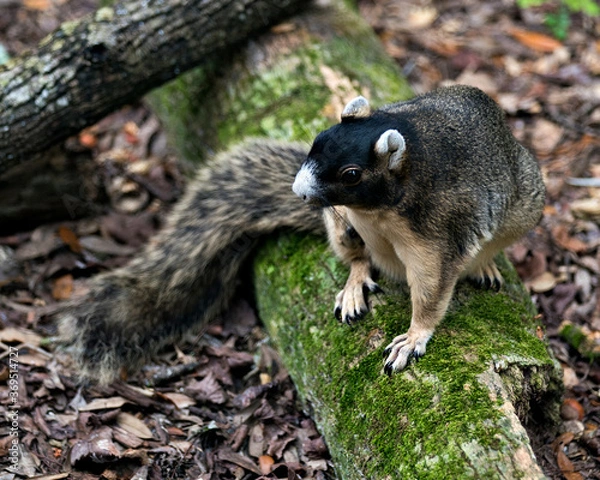 Fototapeta Fox squirrel stock photos. Sherman Fox Squirrel sitting on a moss branch in its habitat and environment with a brown leaves and log background, displaying brown fur, bushy tail, body, head, eye, ears.