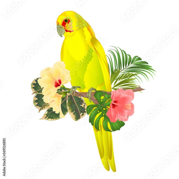 Obraz Parrot in Yellow bird Indian Ringneck Parrot alexander in Yellow on branch with tropical flowers hibiscus, palm,philodendron watercolor on a white background vintage vector illustration 