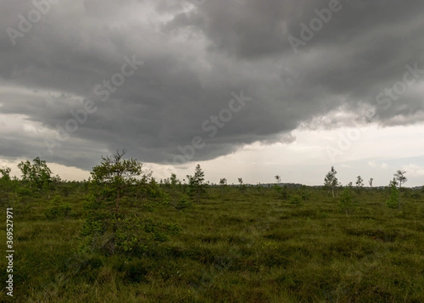Fototapeta bog landscape on a summer day, bog vegetation, windy weather, Nigula Nature Reserve, Estonia