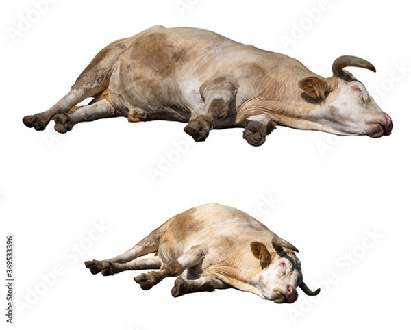 Fototapeta Dead or sleeping ox isolated on white background