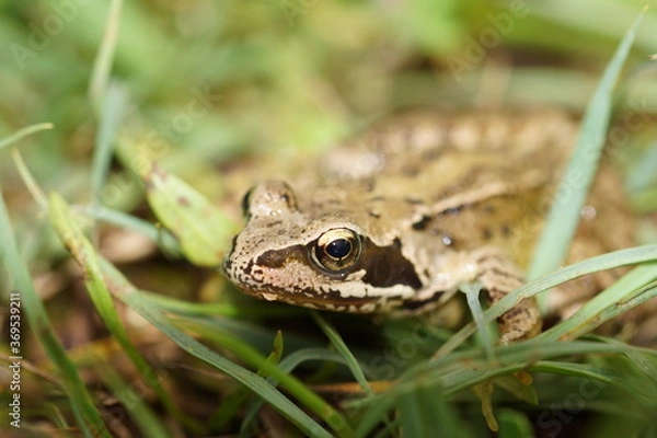 Obraz Common frog is grass