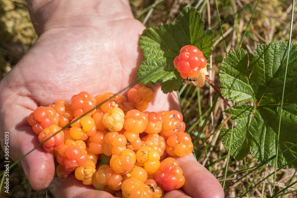 Obraz Handful of cloudberry and a cloudberry plant with a colorful fly on it. Foraging on wild forest fruits on the bog in Northern Europe. This Nordic berry tastes like cranberry and rich with vitamins.