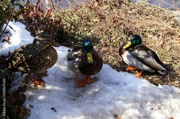 Obraz ducks at winter