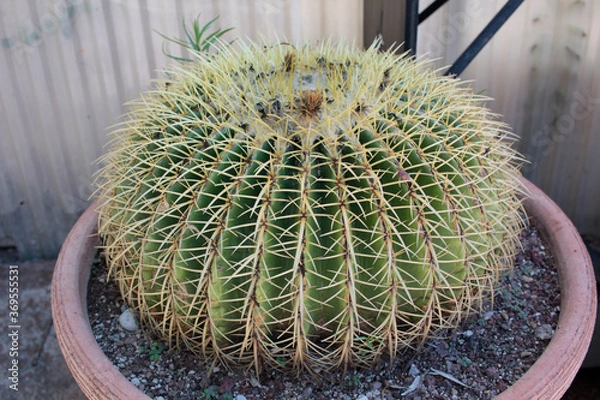 Obraz Cactácea cactus