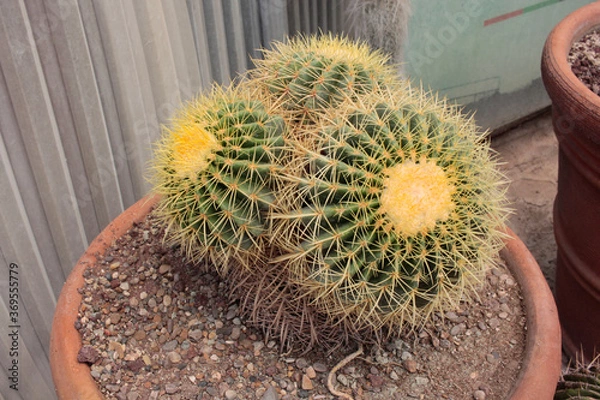 Obraz Cactus cactácea
