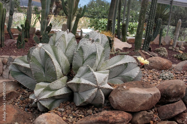 Obraz cactácea cactus