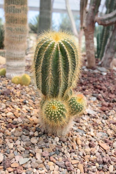 Obraz cactácea cactus