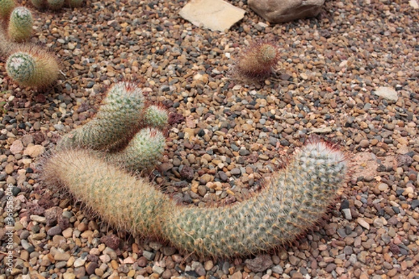 Obraz cactácea cactus