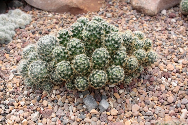 Obraz cactácea  cactus