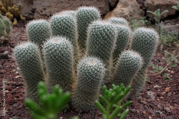 Obraz cactácea cactus