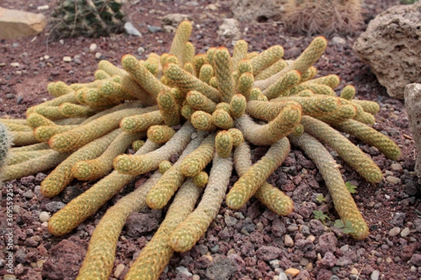 Obraz cactácea cactus
