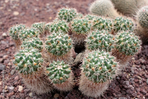 Obraz cactácea cactus