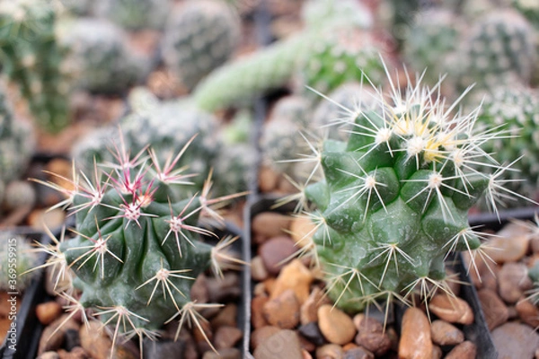 Obraz cactácea cactus