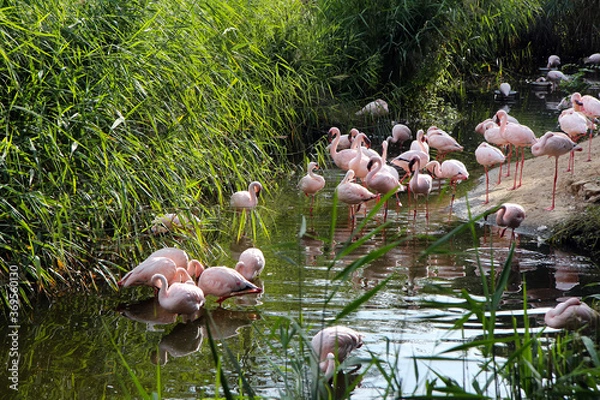 Fototapeta A flock of pink flamingos on the banks of a pond overgrown with reeds
