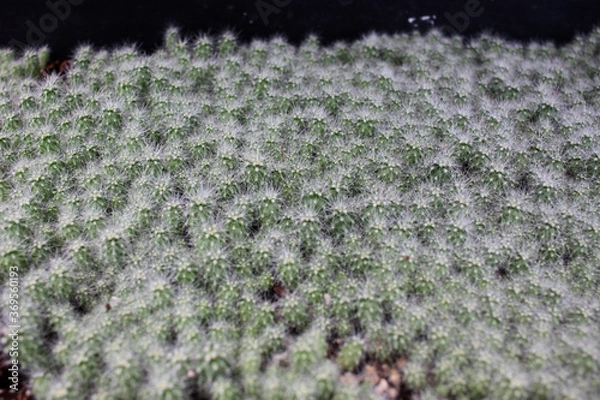 Obraz cactácea cactus