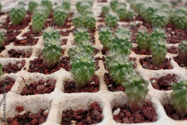 Obraz cactácea cactus