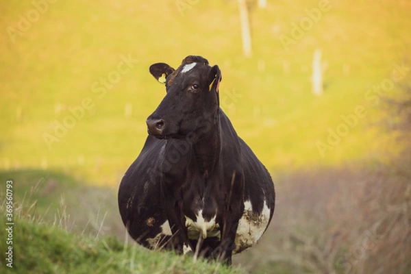 Obraz Pregnant cow 
