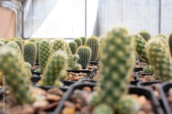 Obraz cactácea cactus