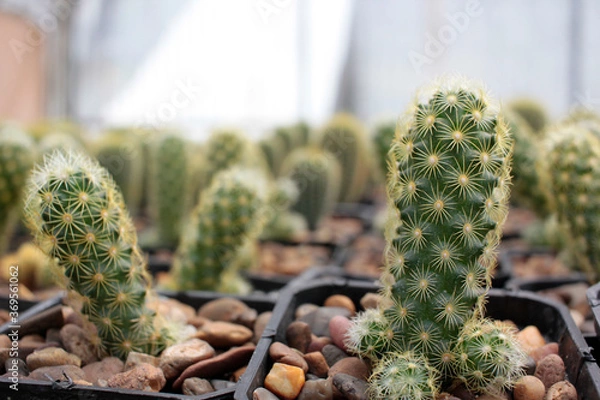 Obraz cactácea cactus