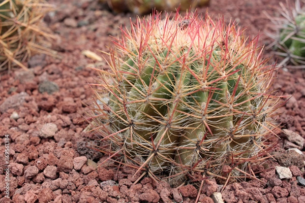 Fototapeta cactácea cactus