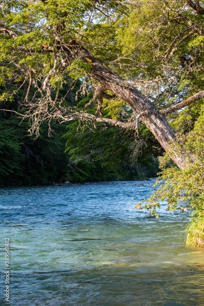 Fototapeta Trees over the river
