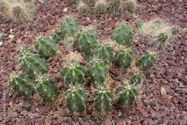 Obraz cactácea  cactus