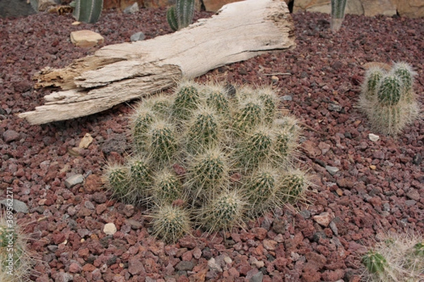 Obraz cactácea cactus