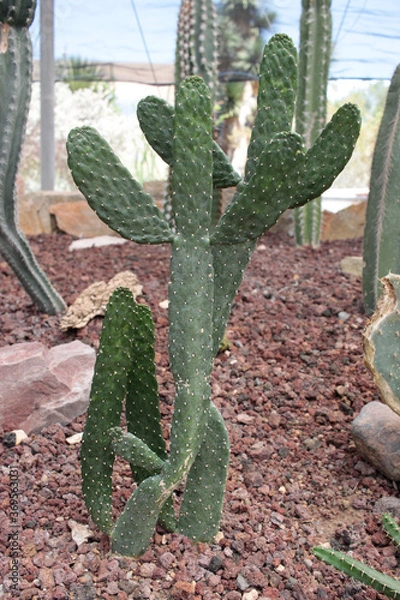 Obraz cactácea cactus