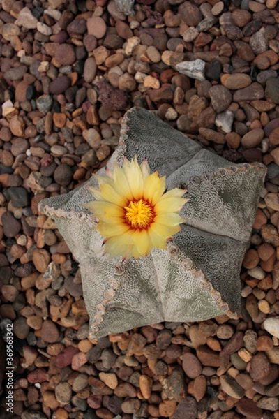 Obraz cactácea cactus