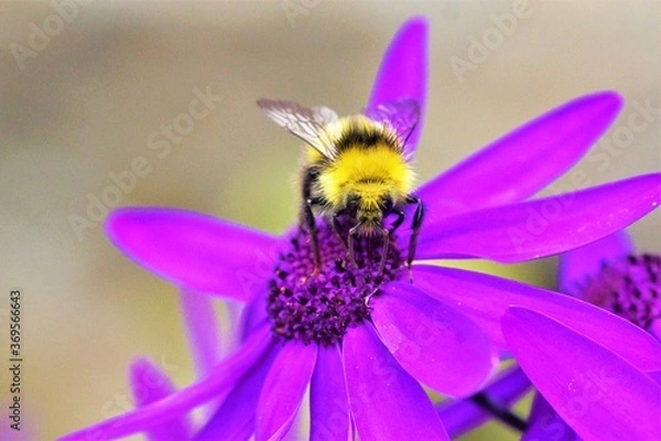 Obraz Bubble Bee on purple flower