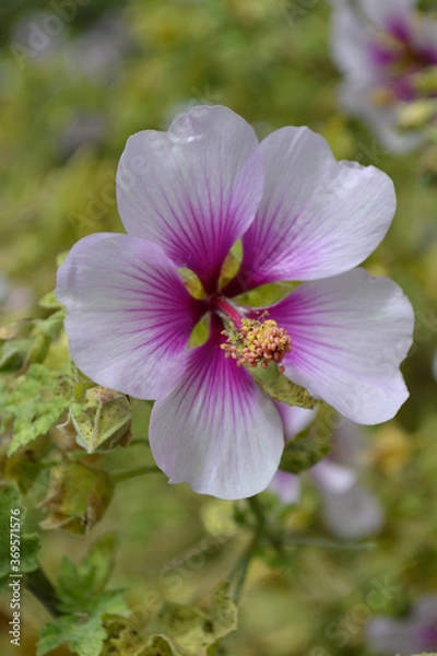 Obraz ラバテラ・マリティマ、バイカラー（Tree mallow)