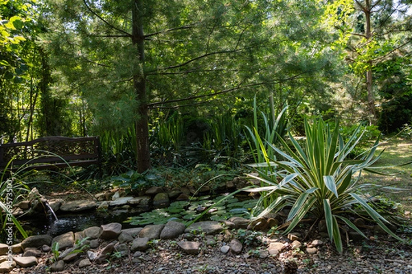 Fototapeta Beautiful striped leaves of yucca gloriosa Variegata on shore of garden pond with frog-shaped fountain. Summer sunny day. Relaxing atmosphere in evergreen landscaped garden. North Caucasus nature.