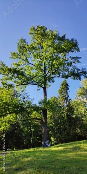 Obraz beautiful big tree in park