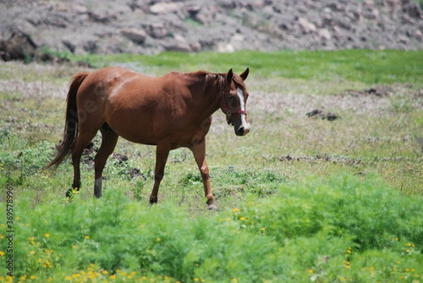 Fototapeta horse in the meadow
