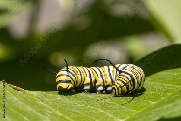 Fototapeta Monarch butterfly caterpillar - Danaus plexippus