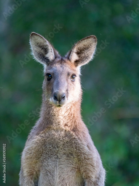 Obraz Kangaroo grazing