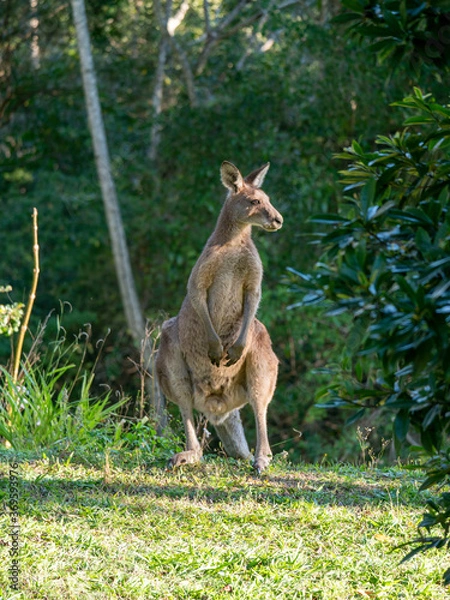 Obraz kangaroo in the grass