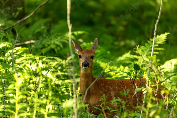 Obraz White tailed deer,fawn in the forest