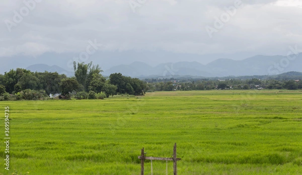 Obraz landscape with trees and clouds