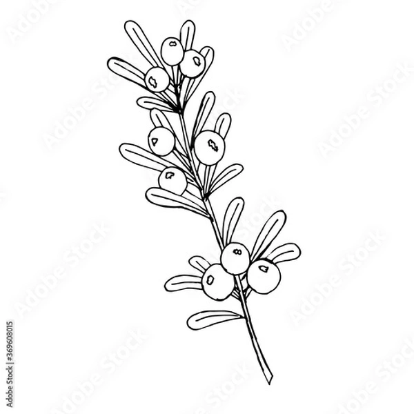 Obraz Hand drawn branch with berries isolated on a white background. Great for invitation and greeting cards