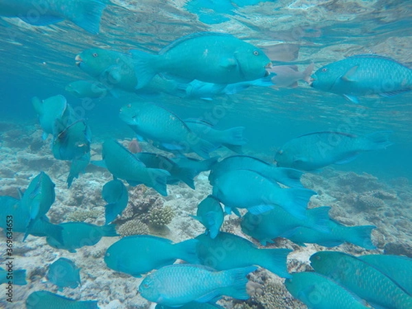 Obraz Malediven Fische 