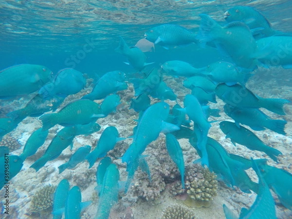 Obraz Malediven Fische 