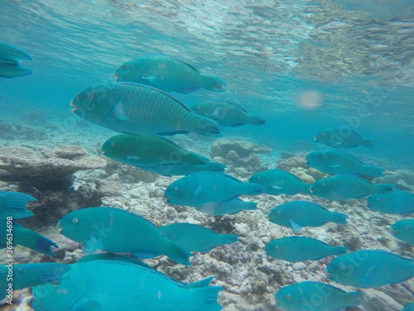 Obraz Malediven Fische 